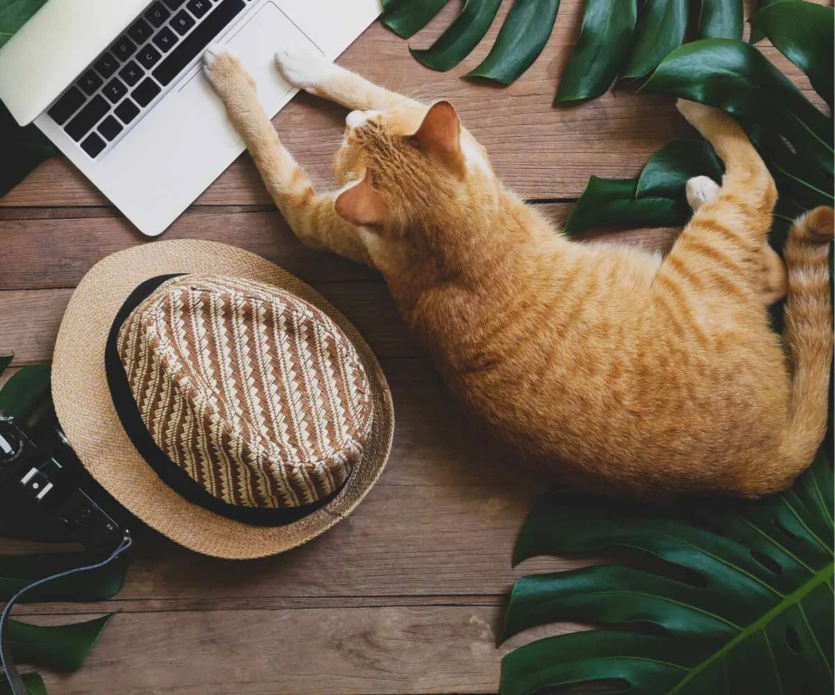 4 Ways to Find Freelance Work with No Experience